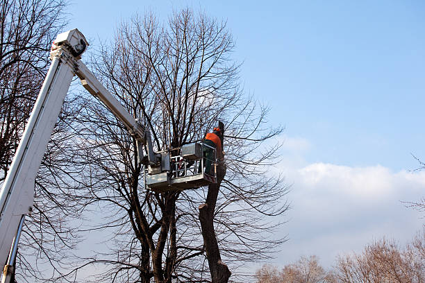  , USA Tree Care Pros